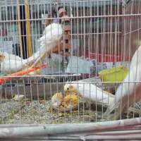 عروس هلندی