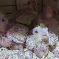 فروش جوجه عروس هلندی|پرنده|آبپخش, |دیوار