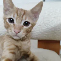 بچه گربه