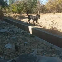 توله سگ پنج ماهه