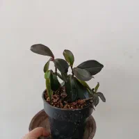قاشقی