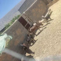 بز کهره بره