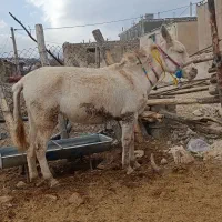 قاطر گم شده|حیوانات|یاسوج, |دیوار