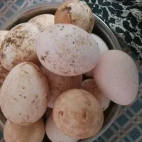 فروش بوقلمون بوربون وتخم بوقلمون