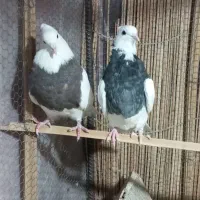 دو عدد کبوتر طوقی ماده