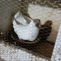 کبوتر جفتگاهی و پرشی|پرنده|سنگر, |دیوار