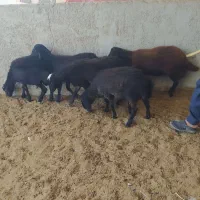 بره نر افشار و بومی