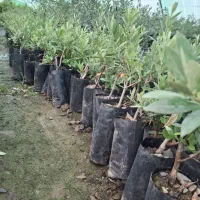 باغبانی و سمپاشی و فروش نهال|گل و گیاه طبیعی|ورامین, ورامین|دیوار