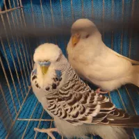 جفت مرغ عشق انگلیسی ۲۰۲۳|پرنده|بابل, |دیوار