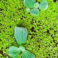 دافنی،عدسک،کاهو|ماهی|اصفهان, شفق|دیوار