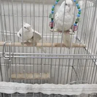 عروس هلندی تازه دونخور شده|پرنده|بندر کنگان, |دیوار