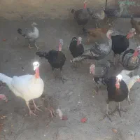 قاز و بوقلمون|حیوانات مزرعه|اندیمشک, |دیوار