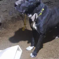 واگذاری سگ خراسانی دهن پاک و نگهبان