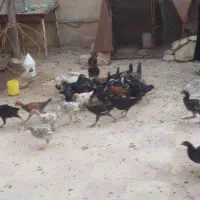 جوجه پنج ماهه