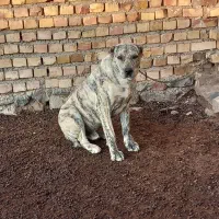 سگ توله 8ماهه