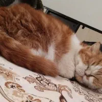 گربه پرشین|گربه|قم, پردیسان|دیوار