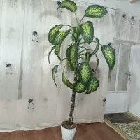 گل دو نیم متری دیفن باخیا