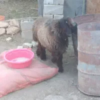 بره قوچی بختیاری|حیوانات مزرعه|بلداجی, |دیوار