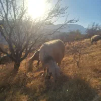 میش بختیاری (سپیدان)|حیوانات مزرعه|سپیدان, |دیوار