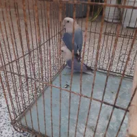 طوطی کوتوله