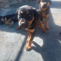 واگزاری سک|سگ|اصفهان, باغ دریاچه|دیوار