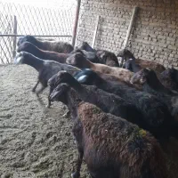 میش افشار ی|حیوانات مزرعه|رضویه, |دیوار