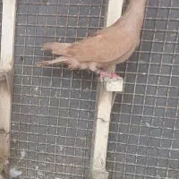 ماده زرد پلاکی اصل