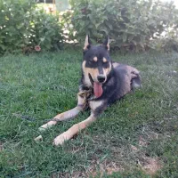 سگ هاسکی ژرمن|سگ|تربتحیدریه, پائین ولایت|دیوار