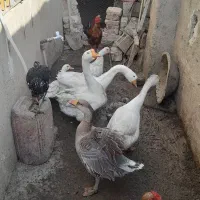 قوغاز اوکراینی تخم گذار