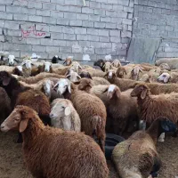 دامداری افشین یادگار|حیوانات مزرعه|اردبیل, |دیوار