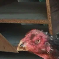 لاری ،جوجه لاری