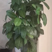 گل مصنوعی فیلکوس