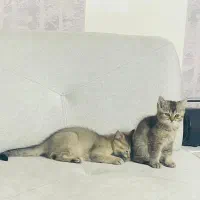 گربه اسکاتیش و بریتیش