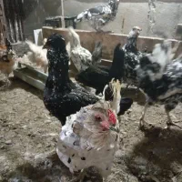 فروش تخم مرغ گلین خالص و فول کیفیت|حیوانات مزرعه|کازرون, |دیوار