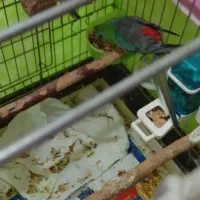 مولد طوطی آوازخوان کمیاب با یه جوجه قفس همه چی