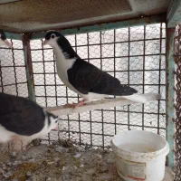 دوعددجوجه‌سده‌سیاه