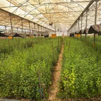 اجاره گلخانه با فول امکانات