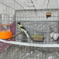 قناری ... معاوضه با مرغ هم دارم