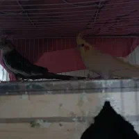 جفت عروس هلندی ویک عروس هلندهشت ماهه دستی سخنگو|پرنده|بندر کنگان, |دیوار