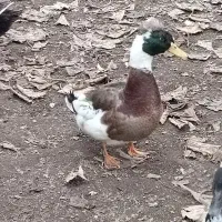 اردک نر کاکلی|حیوانات مزرعه|چوبر, |دیوار