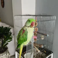 شاه طوطی نر