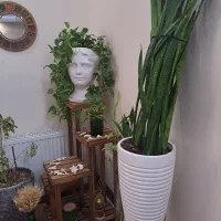 گل و گدون زیبا