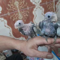 جوجه سر لاکی|پرنده|کارون, |دیوار