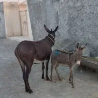 الاغ ماده باکره شیر ده