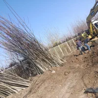 حراج نهال گردو فقط(۱۰۰تومان)