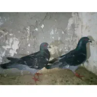 نروماده چاپی اتیق