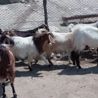 بز ذات دار داشتی|حیوانات مزرعه|مارگون, |دیوار