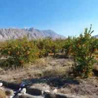 باغ-نارنگی-سیاهو-تلسورو