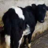 گوساله ماده  گیل دورگ|حیوانات مزرعه|سیاهکل, |دیوار