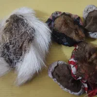 انواع مهره و دعا|جواهرات|بندر کنگان, |دیوار
